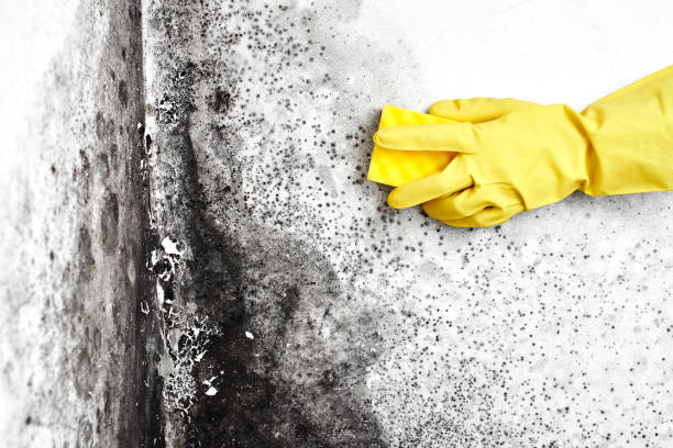 Best Airborne Mold Testing  in Pacific City, OR