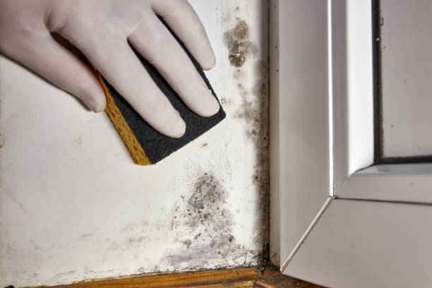 Best Mold Prevention Services  in Pacific City, OR